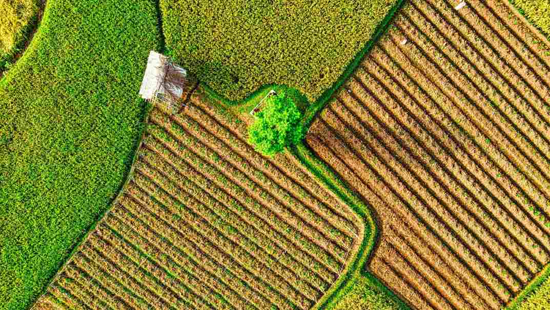 Crop Diversification